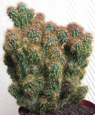 Cereus_jamacaru_forma_monstruosa